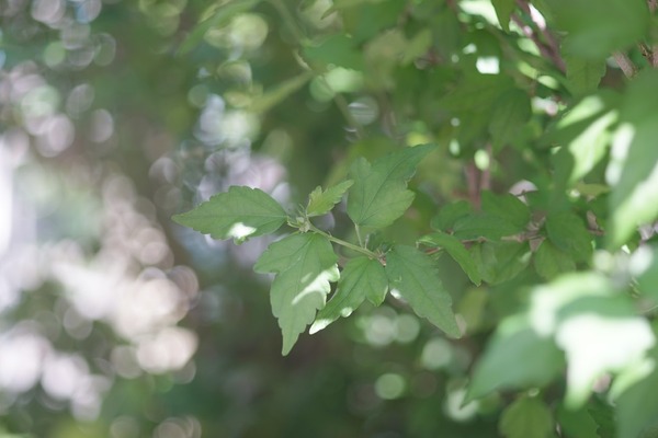 fujifilm_ebc_fujinon_135mm_m42_sony_a7