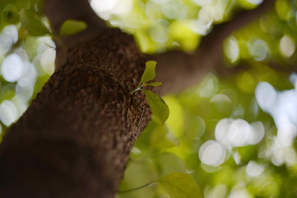 helios-44m_58mm_nikon_d600_a