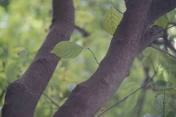 schacht_travenar_90mm_r_l39_sony_a7