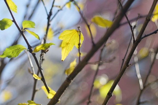 minolta_varisoft_rokkor_85mm_sony_a7r_ii_soft_0