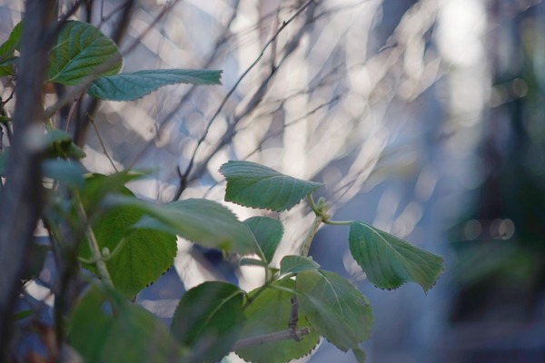 pentax_takumar_105mm_m42_sony_a7