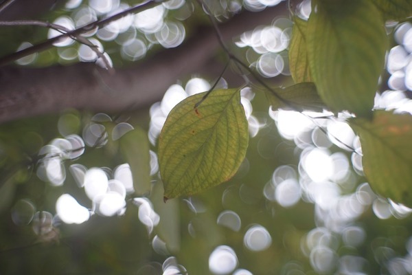 tanaka_tanar_50mm_l39_sony_a7