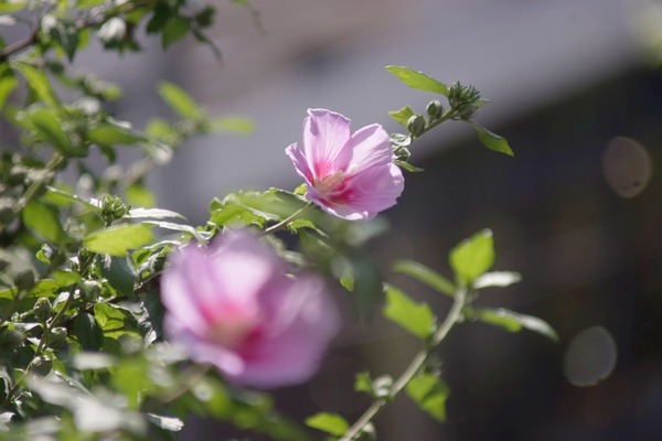 sankyo_kohki_komura_200mm_m42_sony_a7