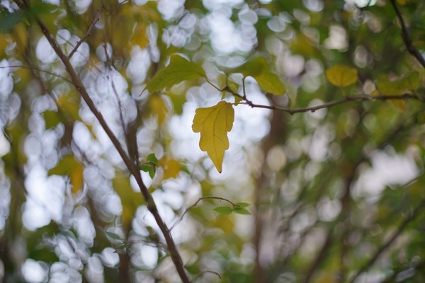 ricoh_xr_rikenon_50mm_pk_sony_a7r_ii
