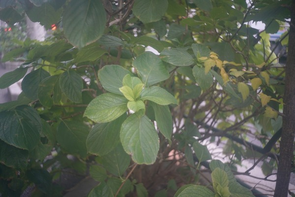 olympus_zuiko_c_40mm_l39_sony_a7r_ii