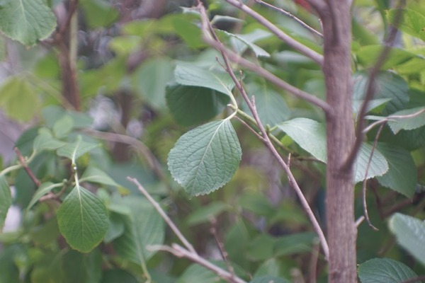 jupiter-9_85mm_m42_sony_a7