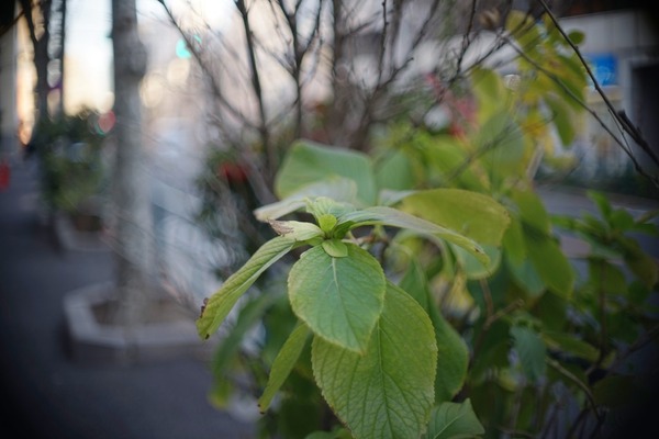 olympus_h_zuiko_42mm_pen-ft