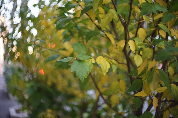 yashica_yashinon_45mm_lm_sony-a7