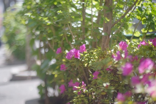 carl_zeiss_jena_sonnar_t_85mm_arri_sony_a7