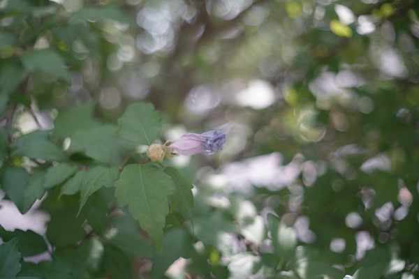 topcon_hi_topcor_50mm_sony_a7r_ii_a