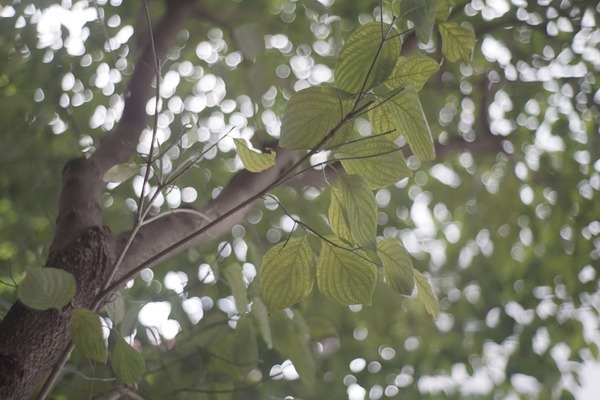 jupiter-8m_50mm_contax_sony_a7