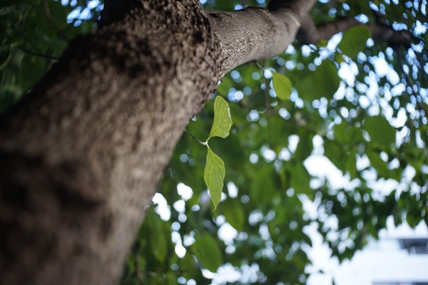 minolta_w_rokkor-qe_35mm_sony_a7