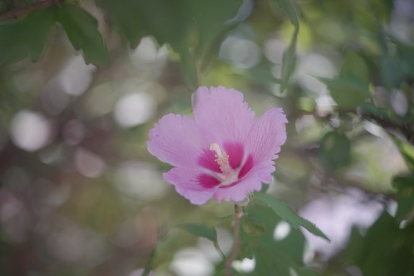 som_berthiot_tele-cinor_75mm_lm_sony_a7