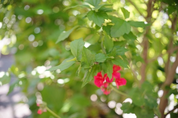 olympus_F_zuiko_e_39mm_sony_a7