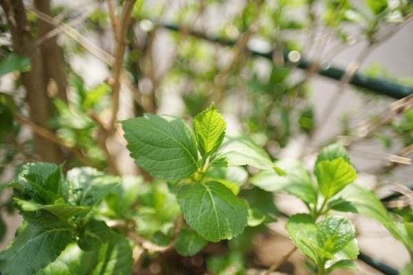 kino_kiron_28mm_om_sony_a7