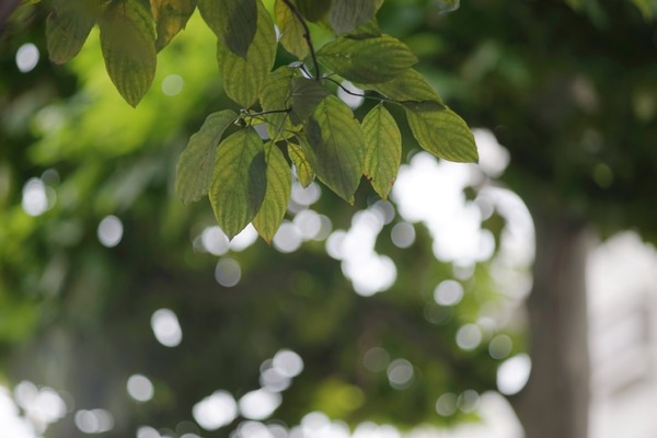 konica_hexanon_135mm_ar_sony_a7