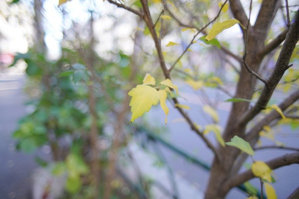 nikon_ai_nikkor_28mm_sony_a7r_ii