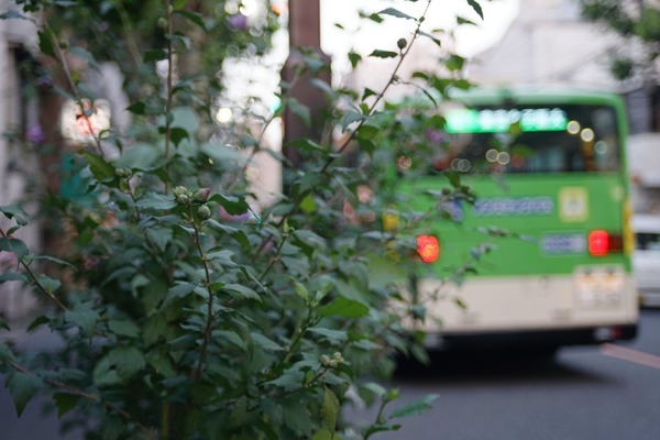 nikon_series_e_36-72mm_sony_a7_72mm