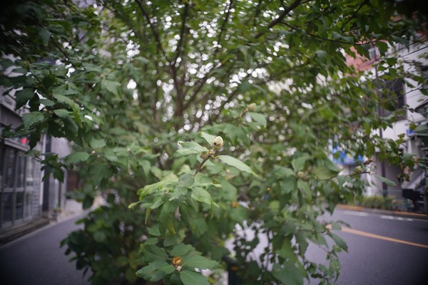 olympus_d_zuiko_28mm_sony_e_a7r_ii