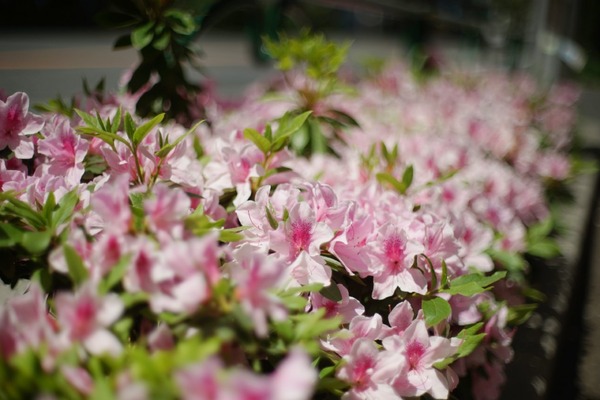 pentax_super-takumar_50mm_m42_sony_a7