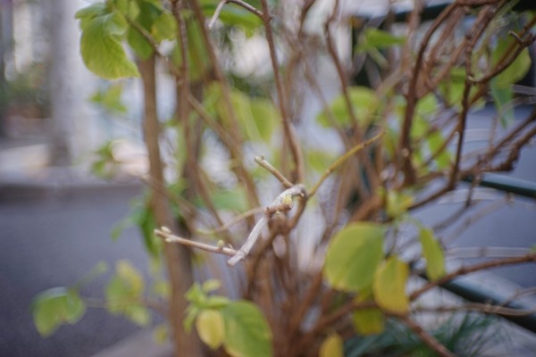 nikon_nikkor-sc_50mm_l39_sony_a7_01