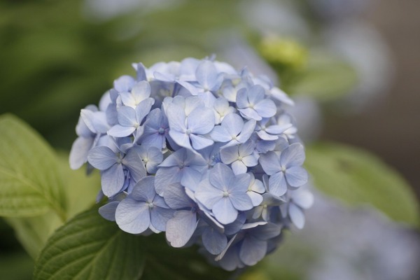 tamron_af_90mm_macro_172e_canon_ef_d