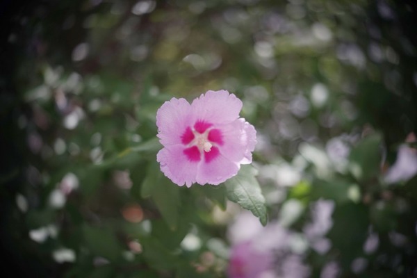 angenieux_35mm_type-y32_sony_e_a7