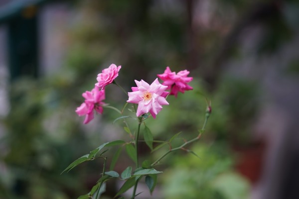 canon_ef_135mm_softfocus_sony_a7_soft_0