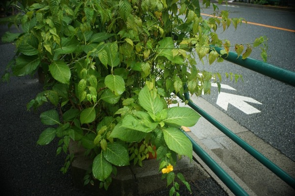 som_berthiot_olor_38mm_exakta_sony_a7_a