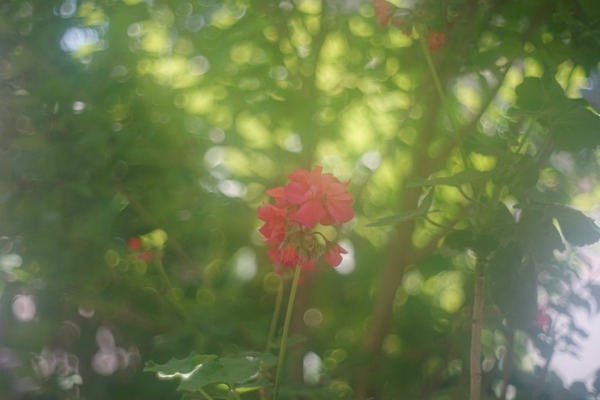 kuribayashi_cc_petri_orikkor_50mm_m42_sony-a7