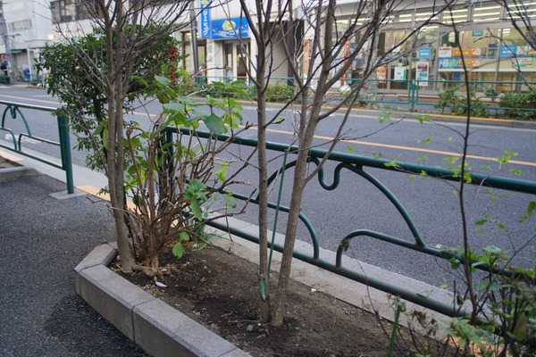 nikon_af_20-35mm_d_sony_a7r_ii