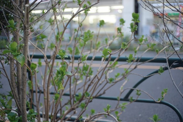 konica_hexanon_ar_40mm_sony_a7