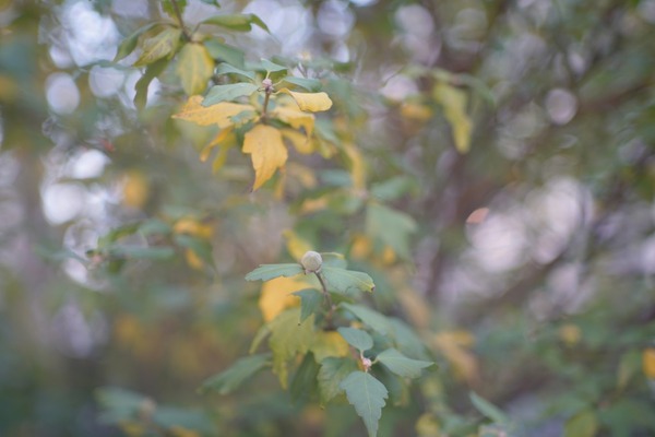 pentax_super-takumar_85mm_m42_sony_a7r_ii