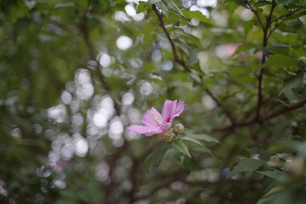 olympus_om_40mm_mc_sony_a7r_ii