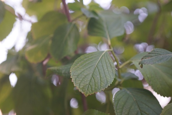 tamron_sp_90mm_macro_52b_olympus_om_sony_a7