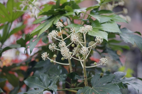 soligor_telephoto_135mm_nikon-f_sony_a7