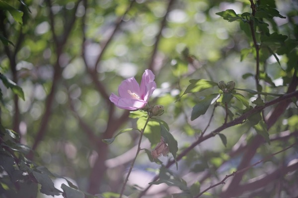 olympus_pen-ft_70mm_sony_a7