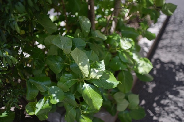 konica_hexanon_ar_35mm_sony_a7