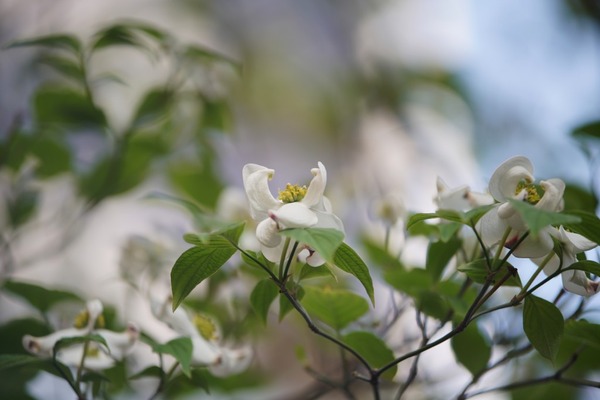 angenieux_70-210mm_r_3-cam_sony_a7r_ii