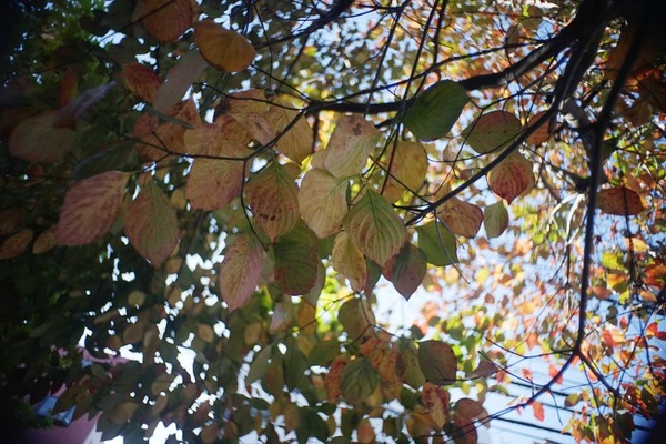 angenieux_retrofocus_mm_type-r2_sony_a7_aps-c