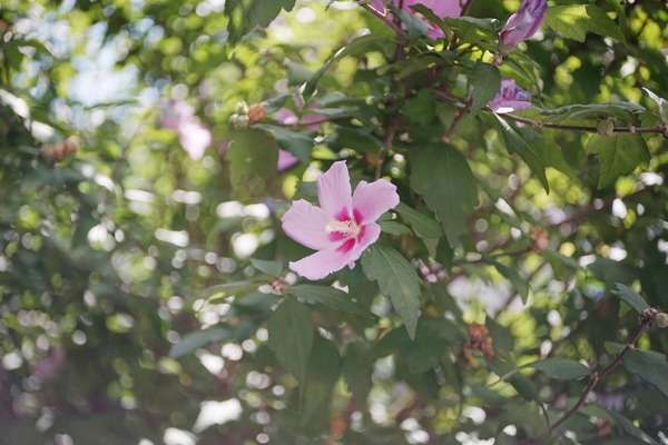 taylor_hobson_ental_ii_50mm_sony_a7