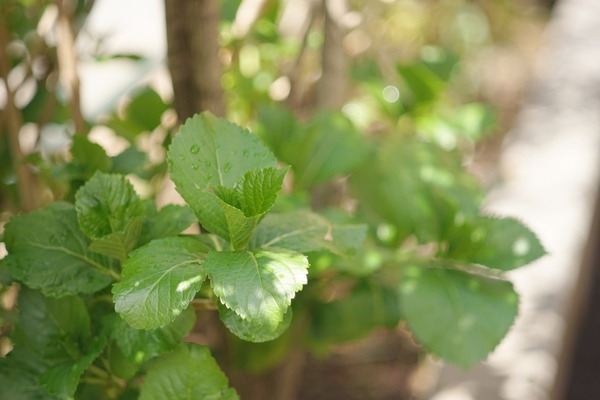 pentax_auto-takumar_105mm_m42_sony_a7