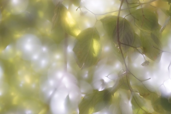 pentax_smc-f_85mm_soft_sony_a7