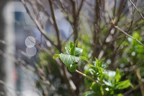 fujifilm_ebc_fujinon_135mm_m42_sony_a7