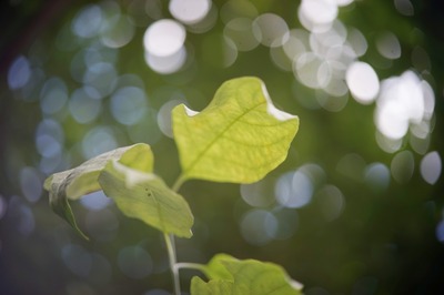 pentax_auto_110_50mm_t43_sony_a7