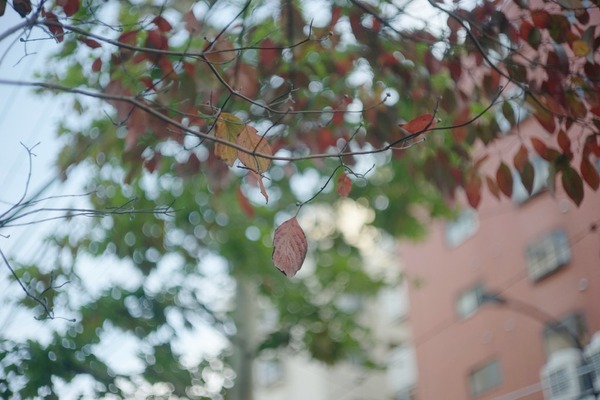 leica_summicron_50mm_l39_sony_a7