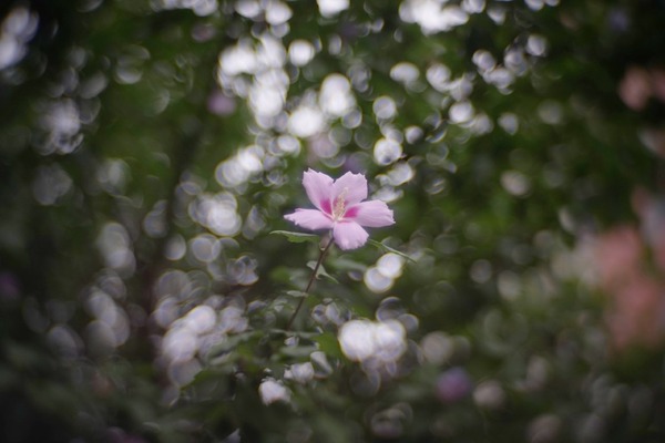 zunow_elmo_38mm_sony_e_a7
