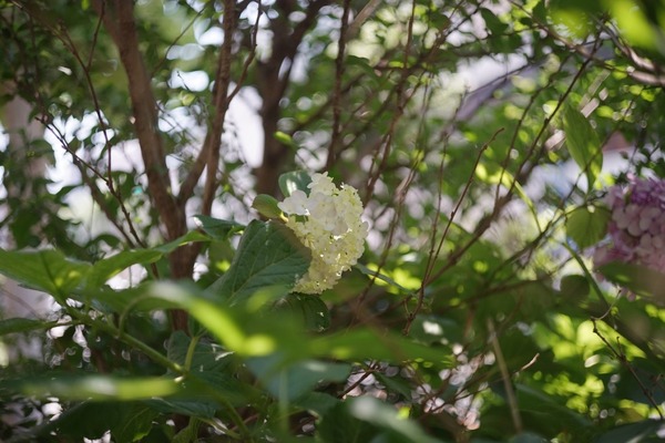 voigtlander_ultron_50mm_l39_sony_a7