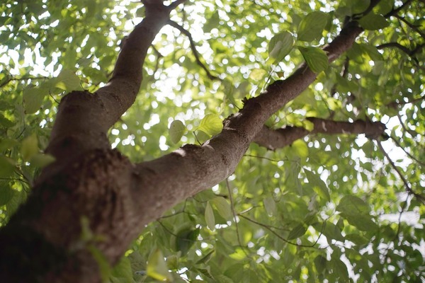 mir-1b_37mm_m42_sony_a7