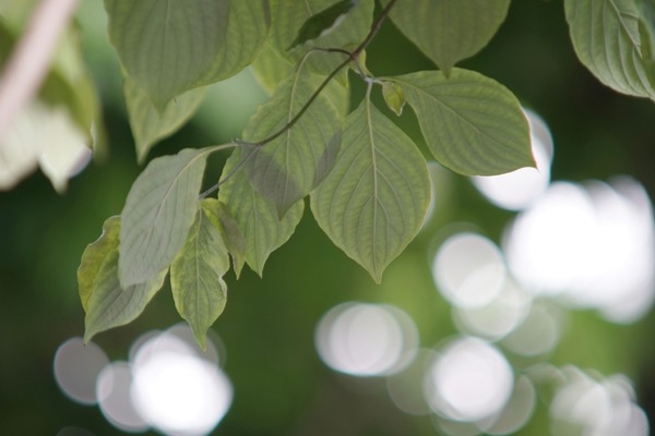 minolta_new_md_300mm_sony_a7